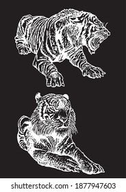 Graphical set of tigers isolated on black background, vector engraved illustration