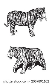 Graphical set of tigers isolated on white background, vector elements of wild cat, striped line design