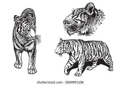 Graphical set of tigers isolated on white background, vector elements of wild cat, striped line design