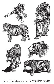 Graphical set of tigers isolated on white,vector illustration, elements