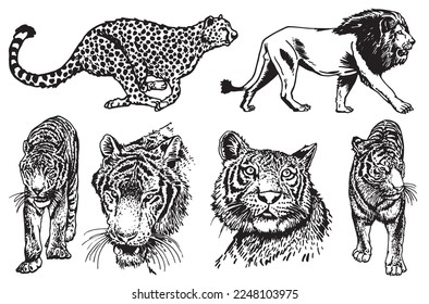 Conjunto gráfico de tigres y leones aislados en fondo blanco, ilustración de vector dibujada a mano para tatuajes e impresión