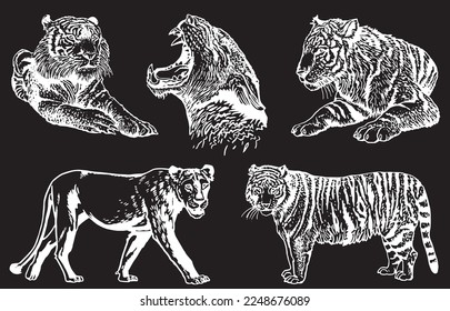 Graphical set of tigers and lions isolated on black background,vector hand-drawn illustration for tattoo and printing