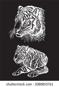 Graphical set of tigers on black background, vector engraved illustration,striped line design