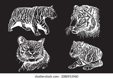 Graphical set of tigers on black background, vector engraved illustration,striped line design