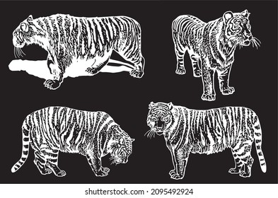 Grafischer Satz von Tigern auf schwarzem Hintergrund, Vektorgrafikgrafik. Zodiac-Symbol, afrikanisches Tier