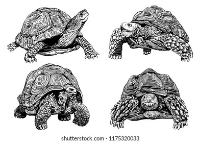 Graphical set of tortoises isolated on white background,vector sketchy illustration