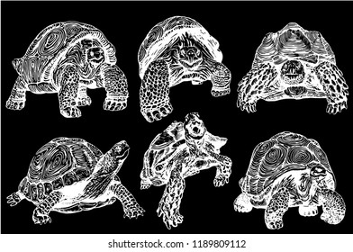 Graphical set of tortoises isolated   on black background,vector sketch for printing