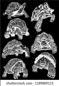Graphical set of tortoises isolated   on black background,vector sketch for printing