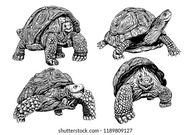 Graphical set of tortoises isolated   on white background,vector sketch for printing