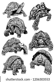 Graphical set of tortoises isolated on white background,vector sketch