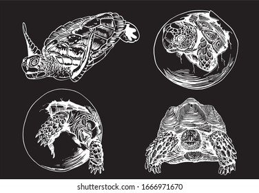 Graphical set of tortoises isolated on black background,  vector engraved  illustration