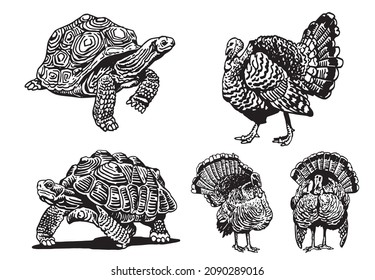 Graphical set of tortoises and turkeys on white background,vector elements
