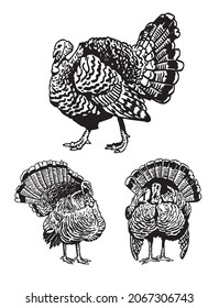 Graphical set of turkeys isolated on white , vector thanksgiving element