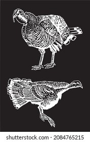 Graphical set of turkeys isolated on black , vector thanksgiving elements