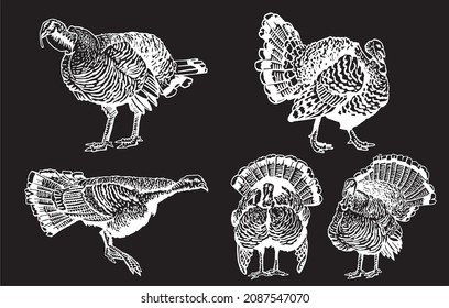 Graphical set of turkeys isolated on black , vector thanksgiving elements, engraved illustration