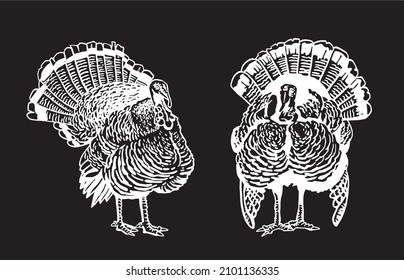Grafischer Satz von Truthühnern einzeln auf Schwarz, Vektorgrafik-Thanksgiving-Elemente, Gravitation