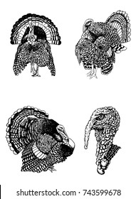 Graphical set of turkeys isolated on white background,vector illustration