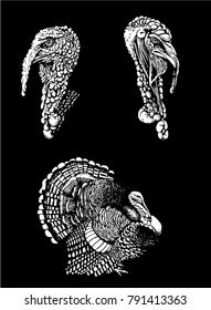 Graphical set of turkeys isolated on black background,vector sketchy illustration
