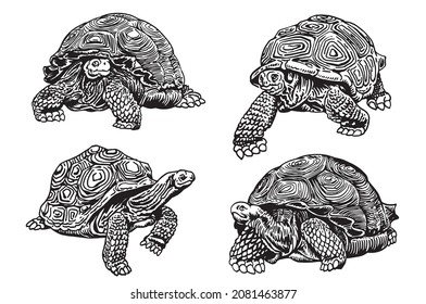 Graphical set of turtles isolated on white, aquatic animals