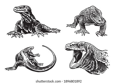 Graphical set of varans isolated on white background, vector illustration