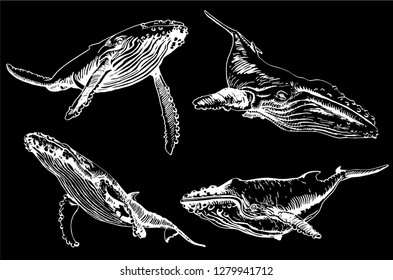 Graphical set of whales isolated on black background,vector sea-food illustration