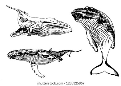 Graphical set of whales isolated on white background,vector hand-drawn illustration