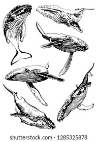 Graphical set of whales isolated on white background,vector hand-drawn illustration