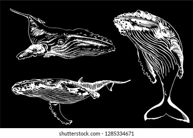 Graphical set of whales isolated on black background,vector hand-drawn engraved illustration