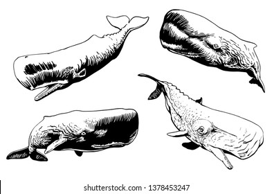 Graphical set of whales isolated on white,vector illustration, sea-food