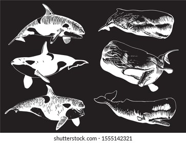 Graphical set of whales isolated on black background,vector engraved illustration