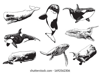 Graphical set of whales isolated on white background, vector sea illustration