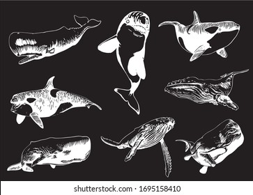 Graphical set of whales isolated on black background, vector sea-food illustration	