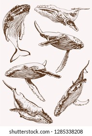 Graphical set of whales, retro background,vector vintage illustration