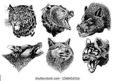 Graphical set  of wild angry animals isolated on white,vector tattoo illustration