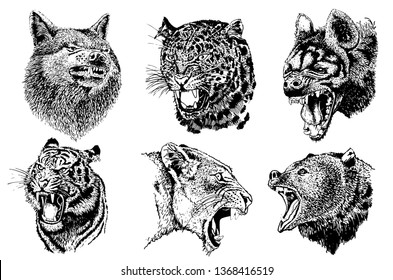 Graphical set  of wild angry animals isolated on white,vector tattoo illustration