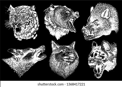 Graphical set  of wild angry animals isolated on black,vector tattoo illustration