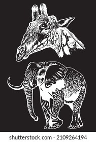Graphical set of wild animals isolated on black background,vector engraved elements, African animals	