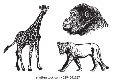 Graphical set of wild animals isolated on white,vector illustration. Hand-drawn elements of savanna life