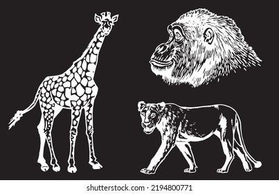 Graphical set of wild animals isolated on black,vector illustration. Hand-drawn elements of savanna life