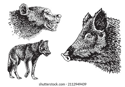 Graphical set of wild animals on white background, bear, wolf and hog