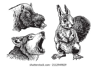 Graphical set of wild animals on white background,hog, wolf and squirrel