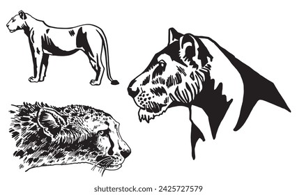 Graphical set of wild cats, leopard, lion and lioness on white background, graphical illustration