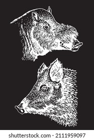 Graphical set of wild hog pigs isolated on black background,vector engraved illustration