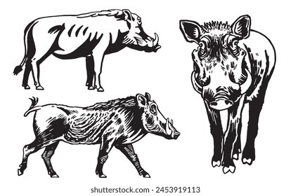 Graphical set of wild hogs isolated on white background, vector ink illustration 