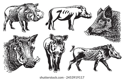 Graphical set of wild hogs isolated on white background, vector ink illustration 