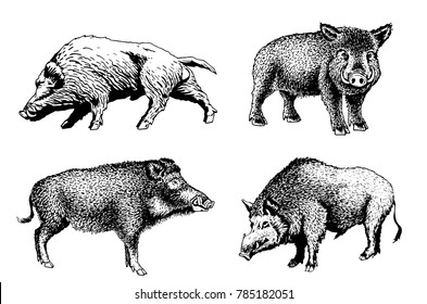 Graphical set of wild hogs isolated on white background,vector illustration