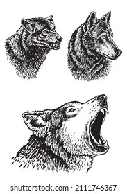  Graphical set of wolfs isolated on white background,vector illustration of forest animal