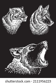 Graphical set of wolfs isolated on black background,vector engraved  illustration of forest animal