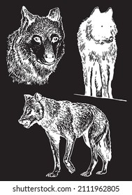 Graphical set of wolfs isolated on black background,vector engraved  illustration of forest animal