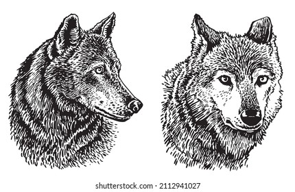 Graphical set of wolfs isolated on white background,vector elements, eps 10 illustration